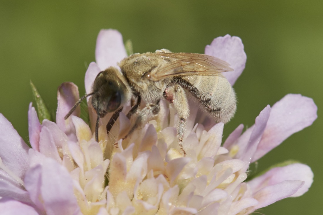 Halictus pollinosus