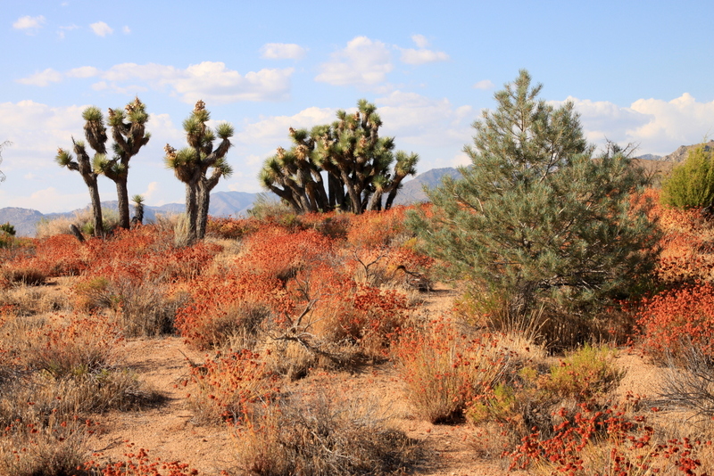 Joshua tree