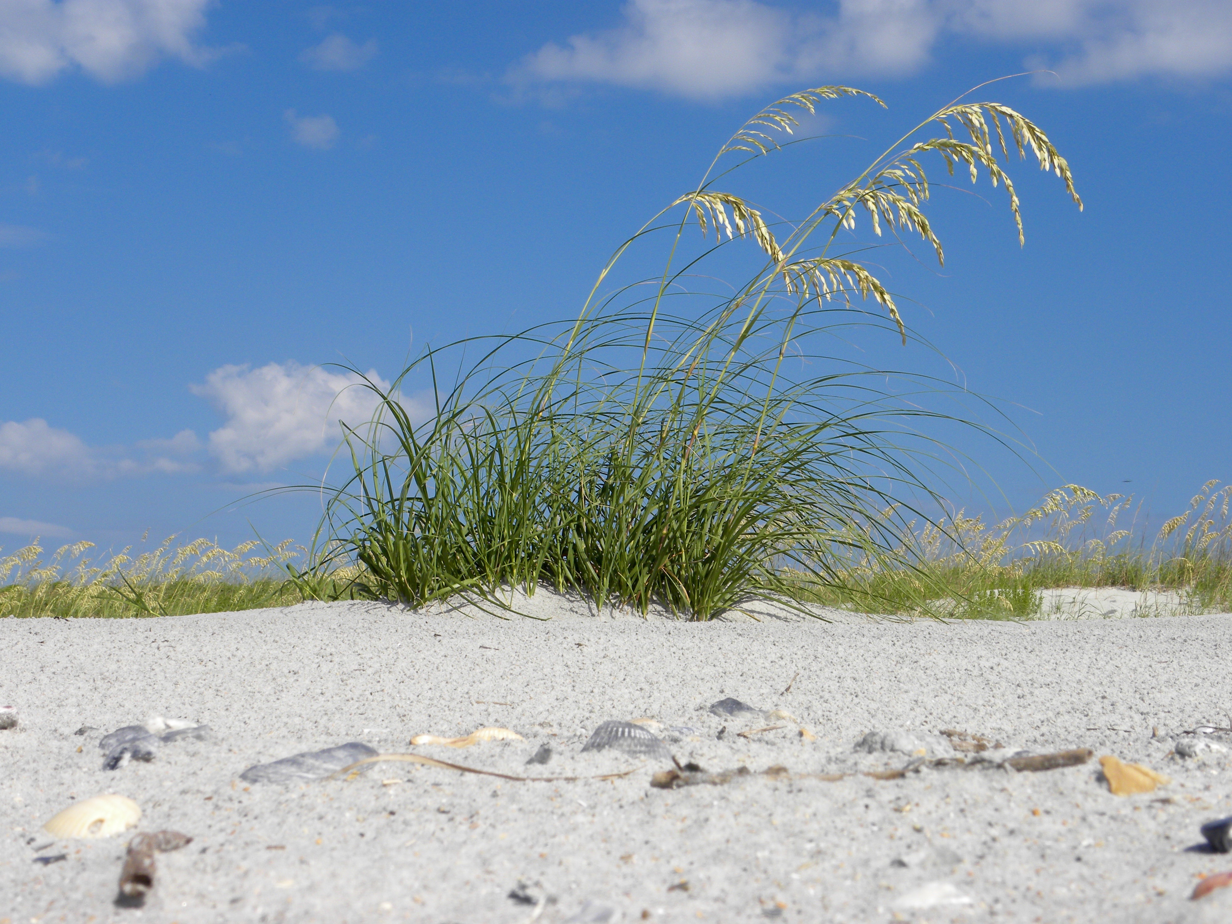 Sea Oaks