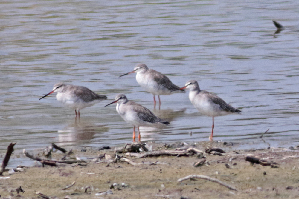 Spotted Redshanks