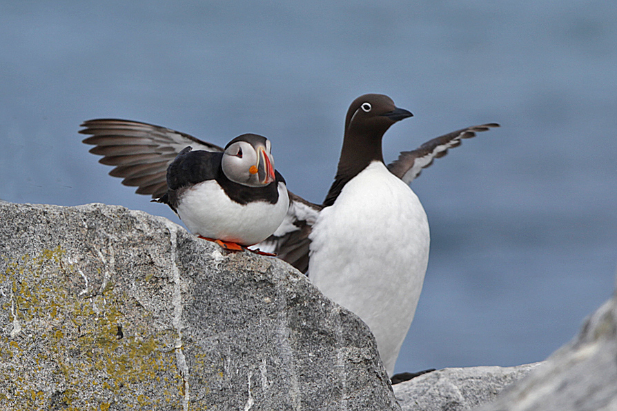Atlantic Puffin and Common Murre