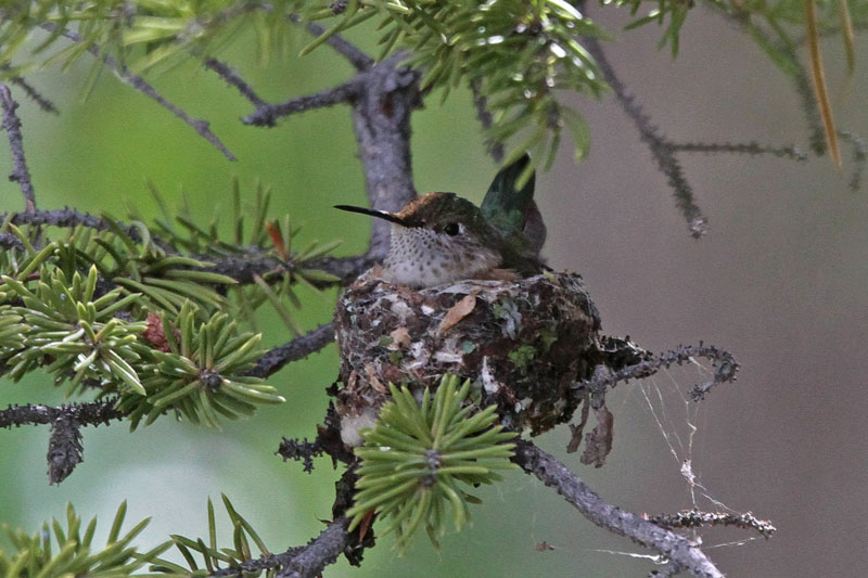 Nests: Broad-tailed Hummingbird
