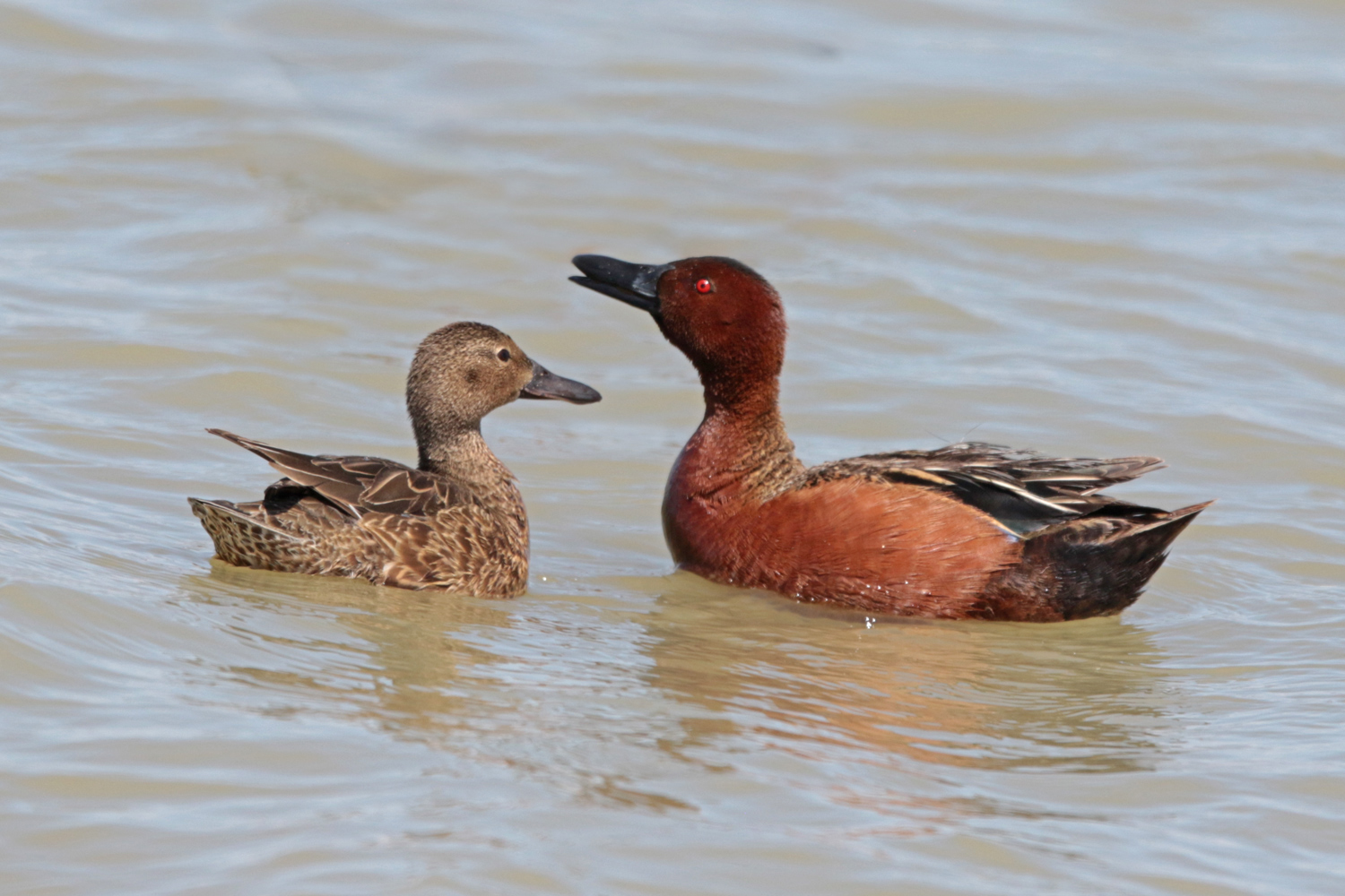 Cinnamon Teal