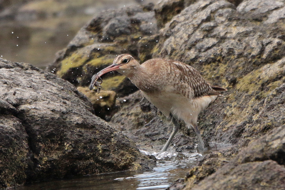 Bristle-thighed Curlew (Kioea)