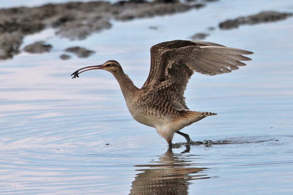 Bristle-thighed Curlew (Kioea)