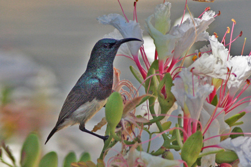 Madagascar Green Sunbird