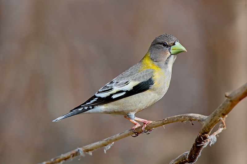 Female Evening Grosbeak