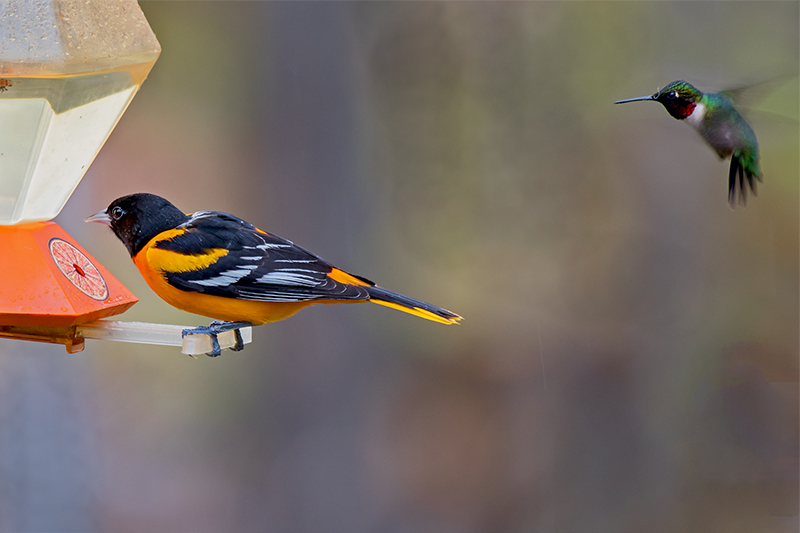 Waiting its Turn: Baltimore Oriole and Ruby-throated Hummingbird
