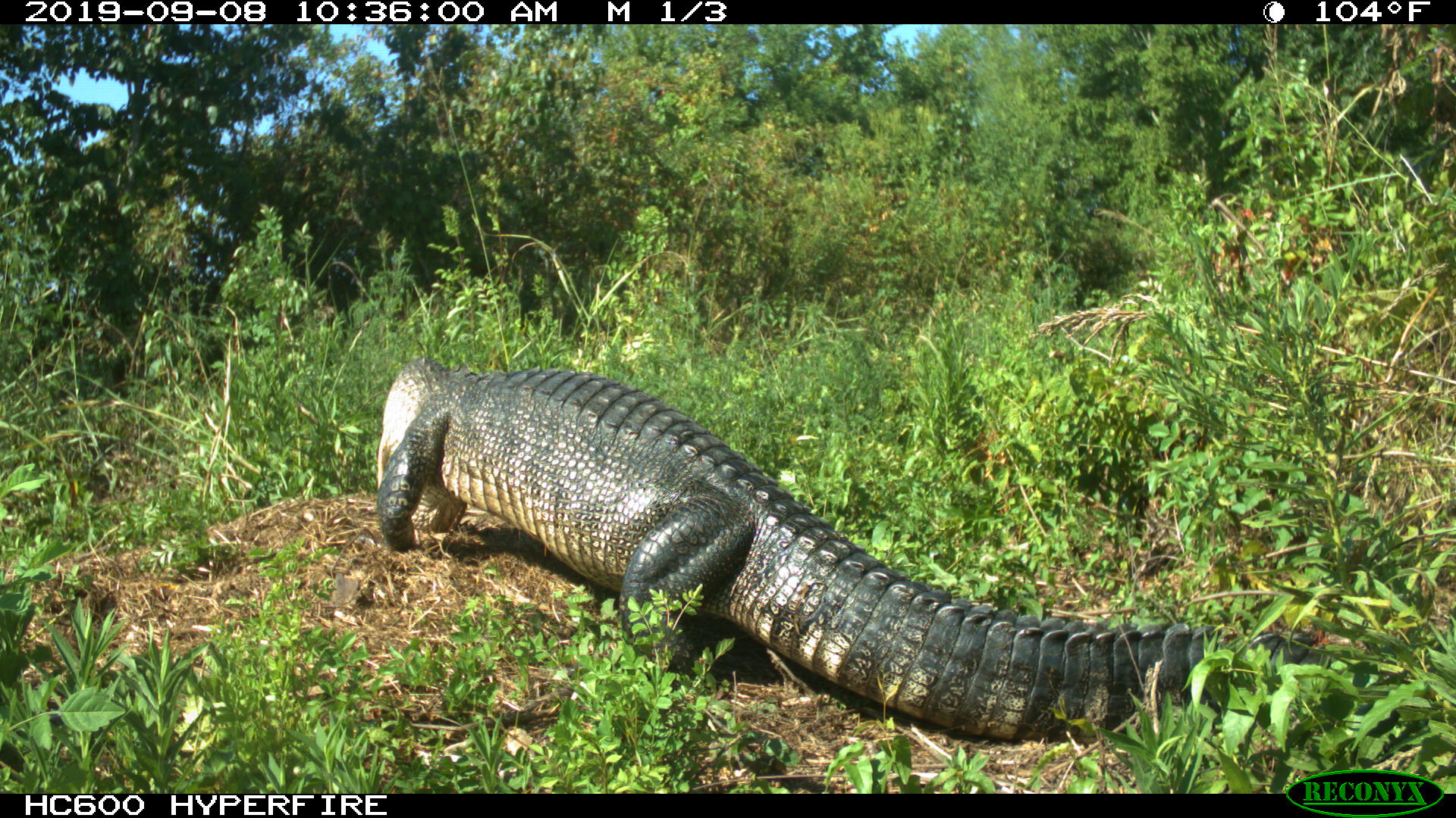 Game cam pics of mother gator digigng out nest and carrying young to water.