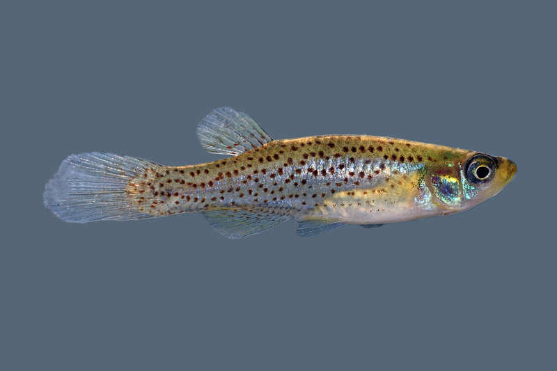 Western Starhead Topminnow