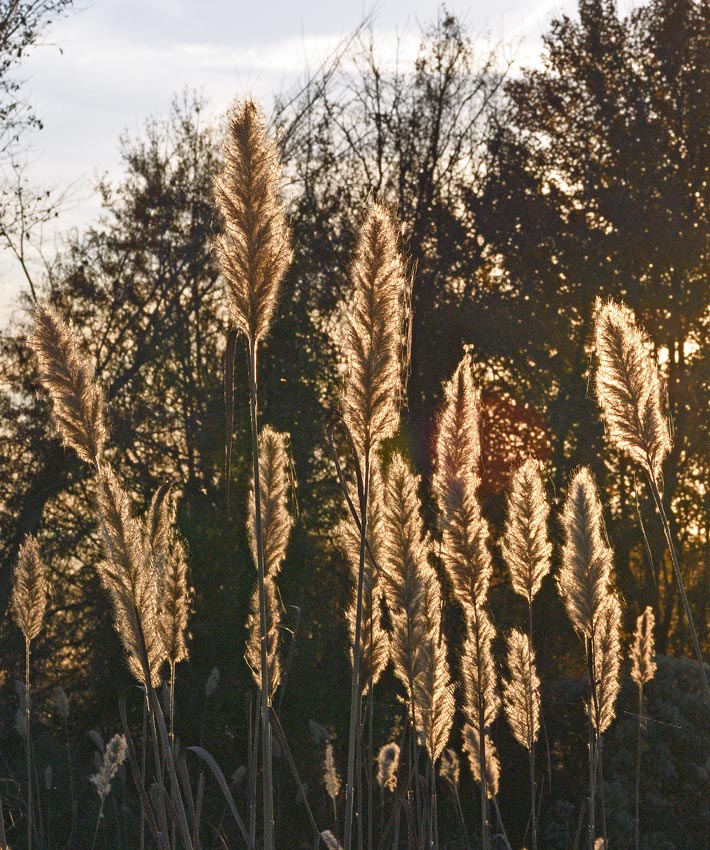 Giant Plumegrass (Saccharum giganteum) 