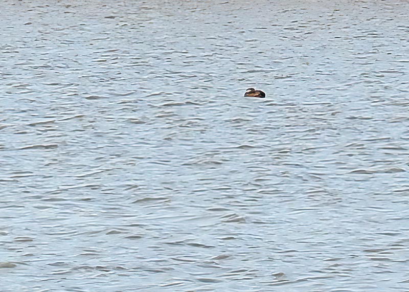 Black Scoter
