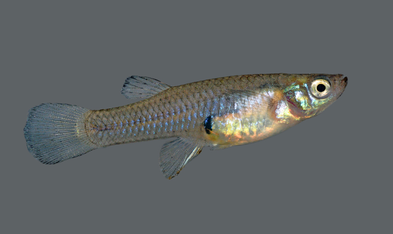 Western Mosquitofish