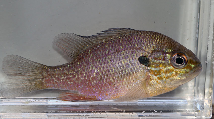 Plains Longear Sunfish (Lepomis aquifensis)
