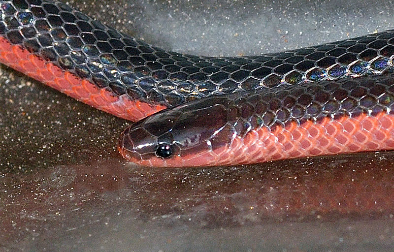 Western Worm Snake