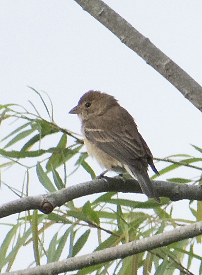 Lazuli Bunting