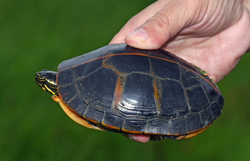 Southern Painted Turtle