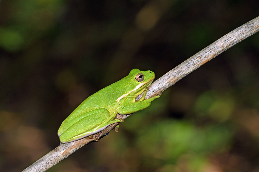 Green Treefrog 