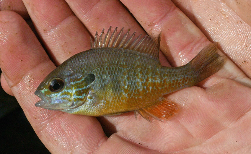 Plains Longear Sunfish (Lepomis aquifensis)