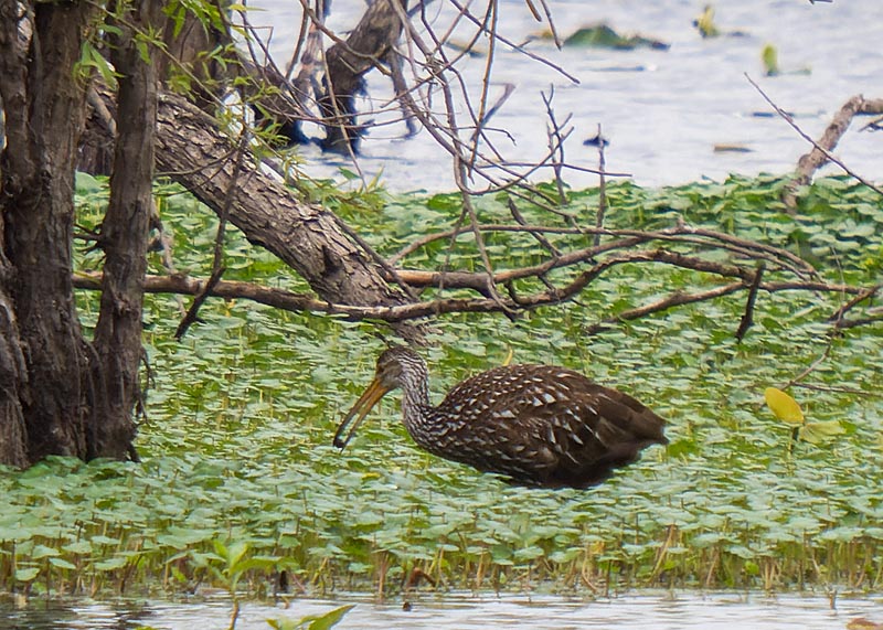 Limpkin