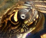 Ouachita Map Turtle