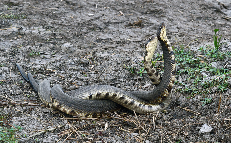 Cottonmouth Duel