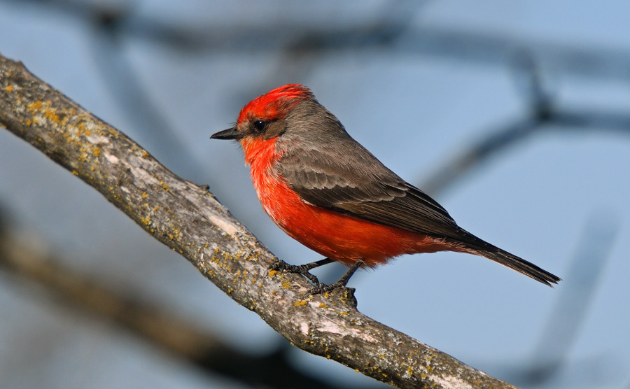 Vermilion Flycatcher