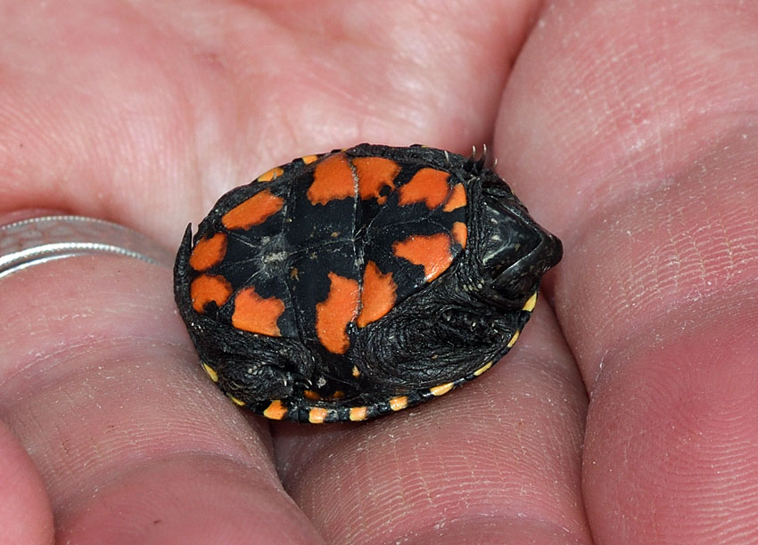 Mississippi Mud Turtle (Hatchling)