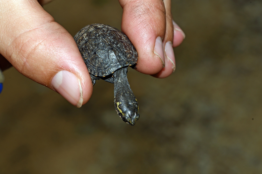 Mississippi Mud Turtle (Hatchling)