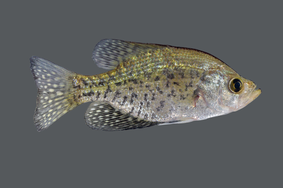 Black Crappie