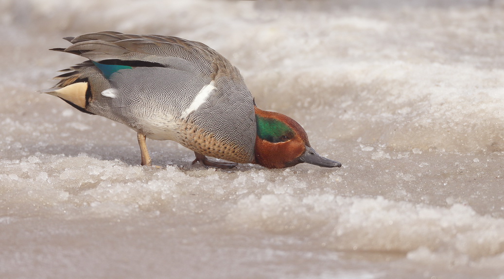 Green - Winged Teal  --  Sarcelle DHiver