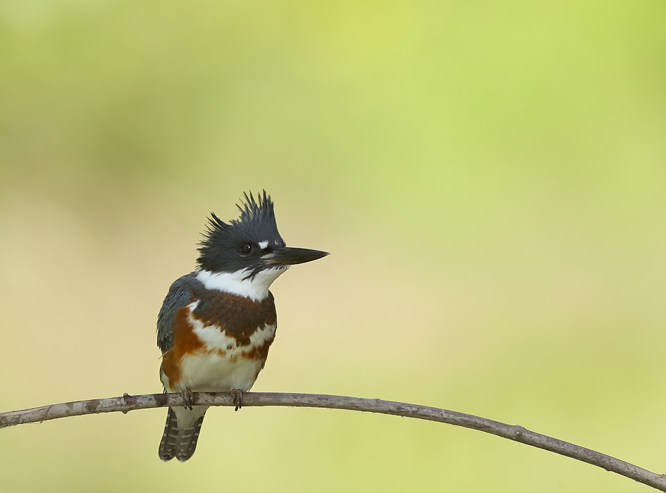 Belted KingFisher  --  Martin - Pecheur DAmerique