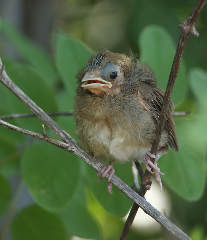 Northern Cardinal ( CHICK )  --  Cardinal Rouge ( POUSSIN )