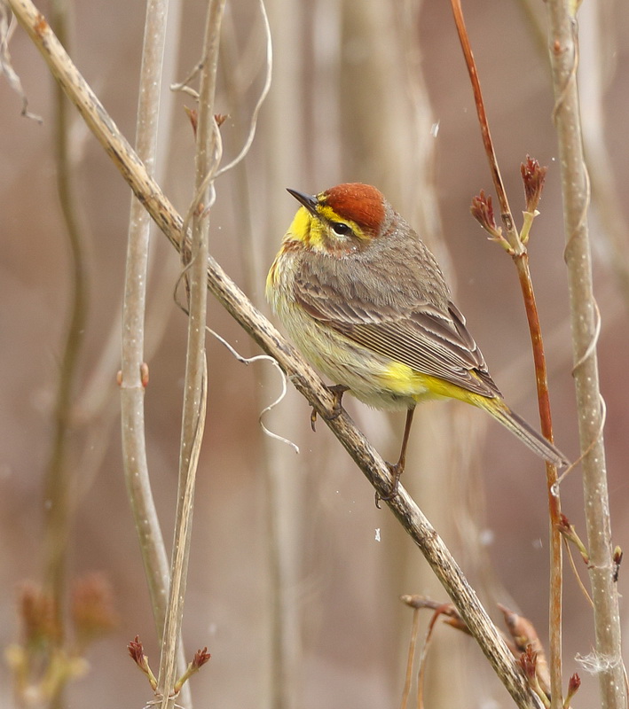 Palm Warbler  --  Paruline A Couronne Rousse