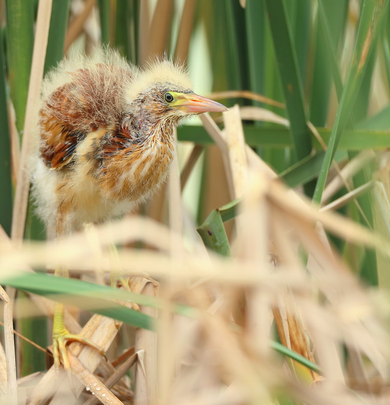 Least Bittern ( CHICK )  --  Petit Blongios ( POUSSIN )