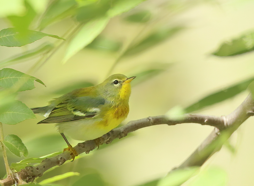 Northern Parula  --  Paruline A Collier