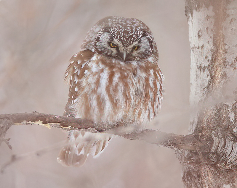 Boreal Owl  --  Nyctale De Tengmalm