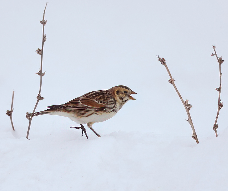 LapLand LongSpur  --  Bruant Lapon
