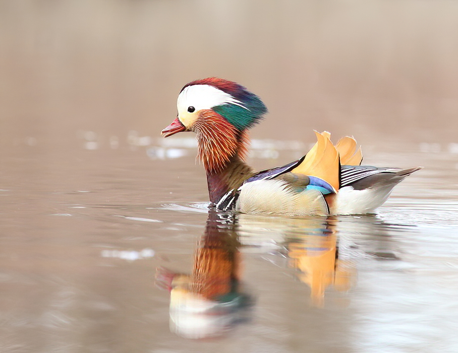 Mandarin Duck  --  Canard Mandarin