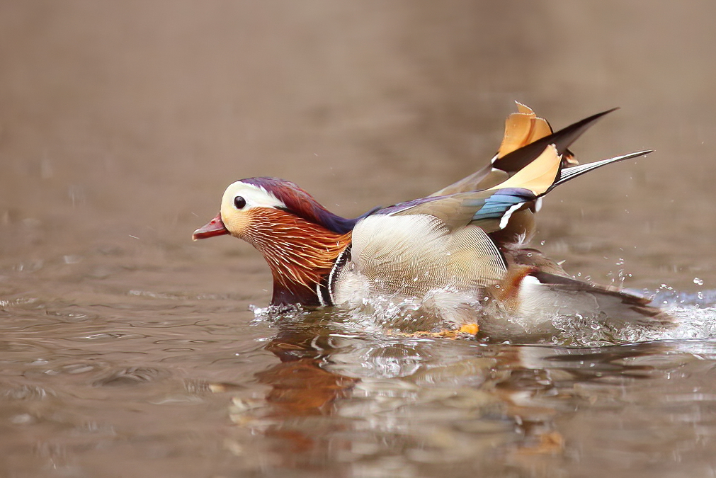 Mandarin Duck  --  Canard Mandarin