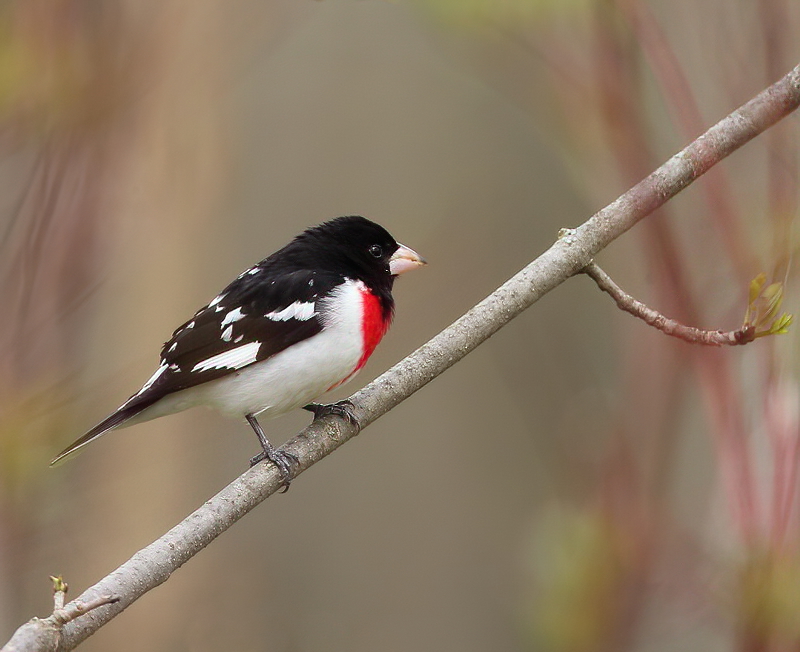 Rose - Breasted GrosBeak  --  Cardinal A Poitrine Rose