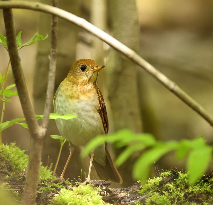 Veery  --  Grive Fauve