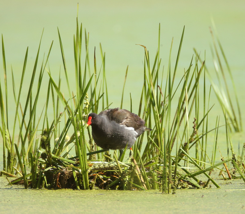 Common MoorHen  --  Gallinule Poule - DEau