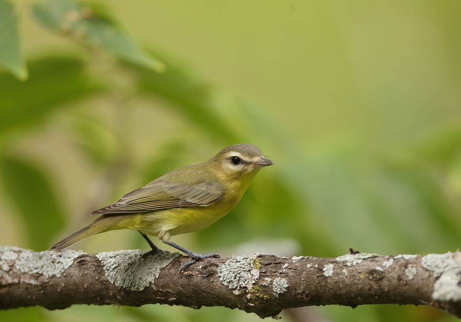 Philadelphia Vireo  --  Vireo De Philadelphie