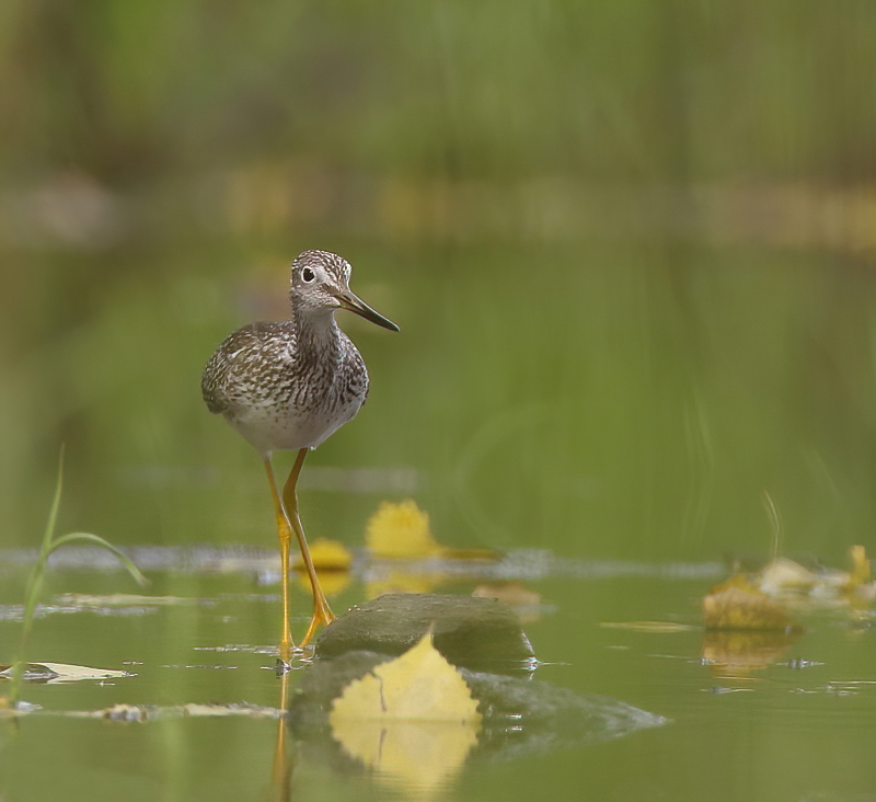 Greater YellowLegs  --  Grand Chevalier