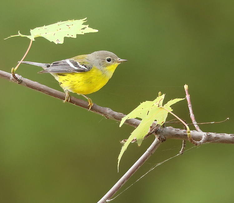 Magnolia Warbler  --  Paruline A Tete Cendree