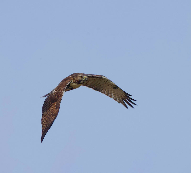 Red - Tailed Hawk  --  Buse A Queue Rousse