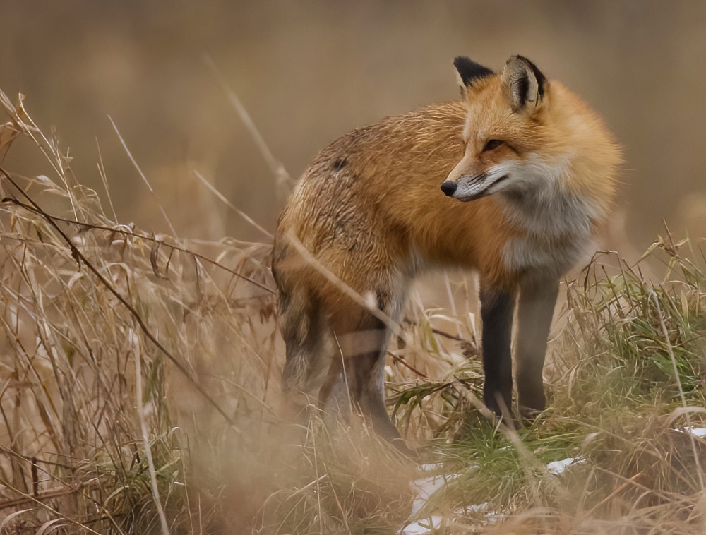 Red Fox  --  Renard Roux