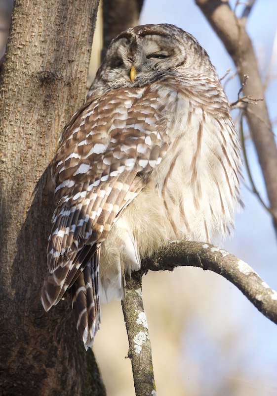 Barred Owl  --  Chouette Raye