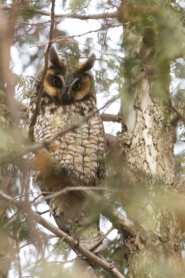 Long - Eared Owl  --  Hibou Moyen - Duc